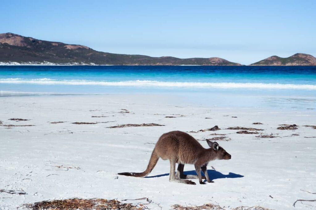 baby kangaroo on lucky bay beach in esperance