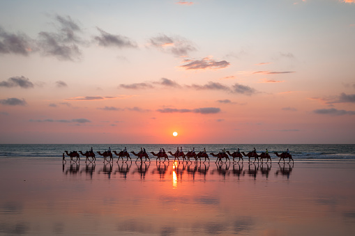 camel riding at broome beach sunset